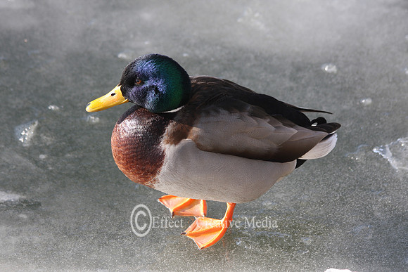 mallard standing on ice