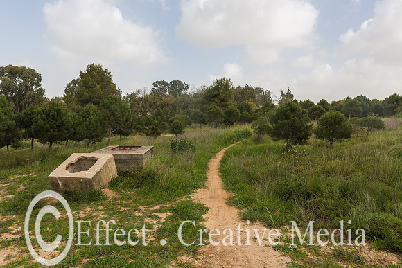 open field Pinus Pinea trees the West Negev area, Israel