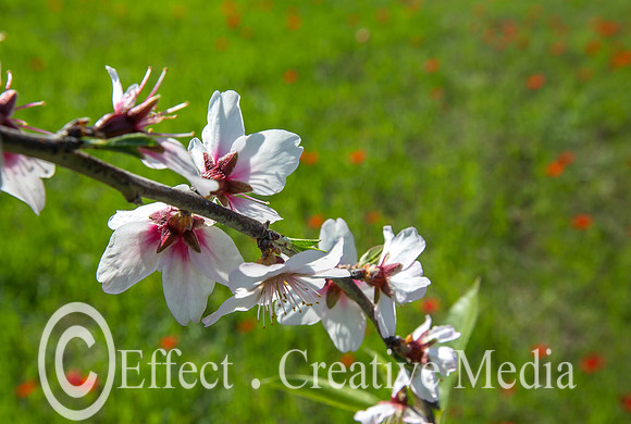 almond blossoms at full bloom