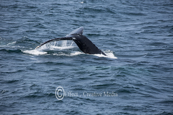 The tail of Humpback Whale in Cape Cod, USA