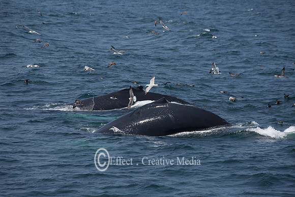 Humpback Whales in Cape Cod, USA