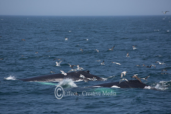 Humpback Whales in Cape Cod, USA