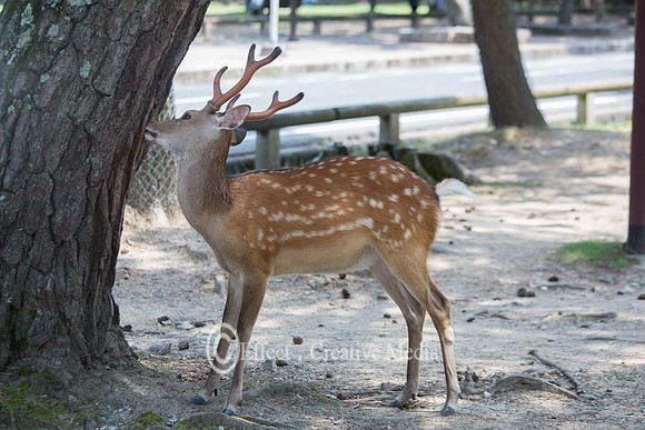 deer near a tree in Nara park Japan