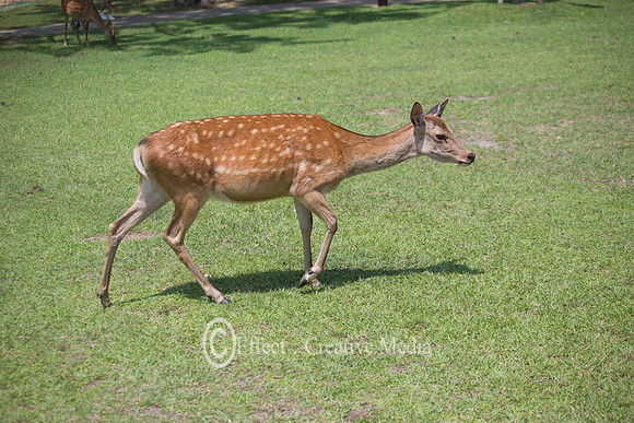 deer walking in Nara park Japan
