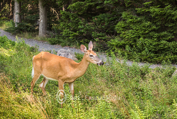 Whitetail deer doe standing in the woods