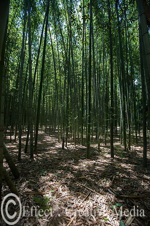 Kyoto bamboo forest