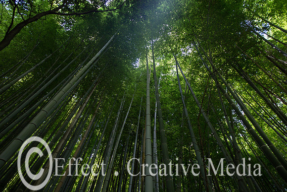 Kyoto bamboo forest