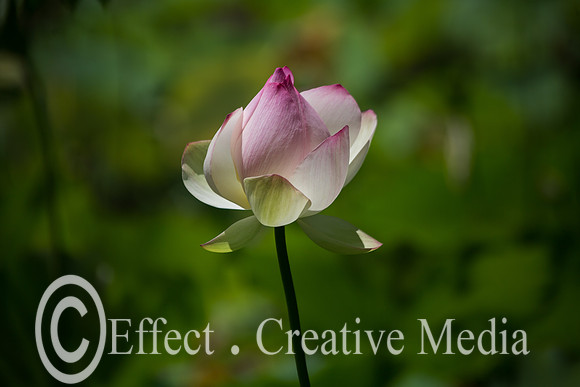 Lotus flower closed-up