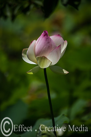 Lotus flower closed-up