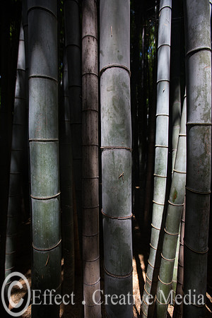 closeup of Kyoto bamboo forest
