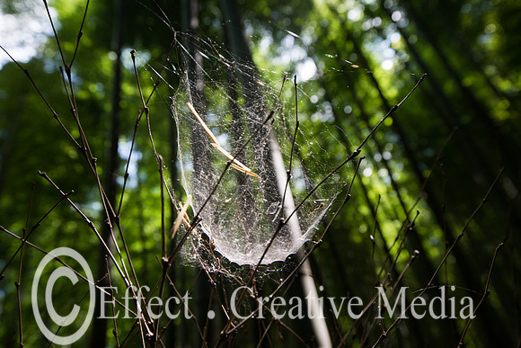 A cobweb in the trees of the Bamboo forest Kyoto Japan
