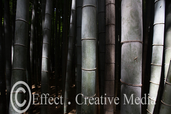 Kyoto bamboo forest