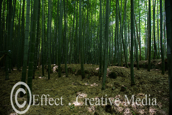 Kyoto bamboo forest