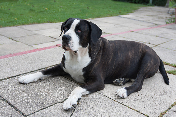 Black and white dog rest outdoors