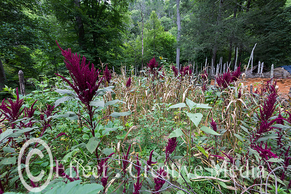 colorful plants in the forest in Blue Ridge Virginia USA