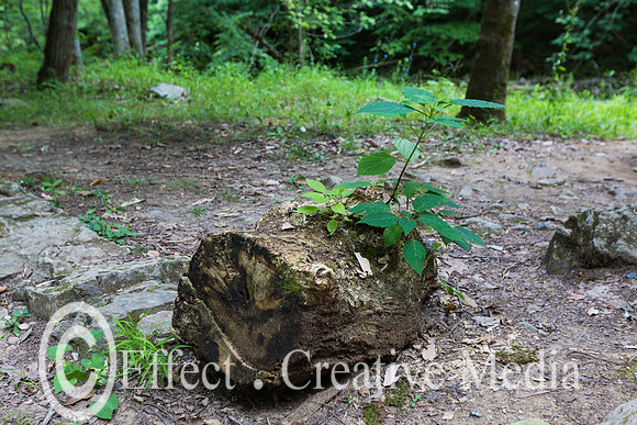 a small plant grawing in a trunketed  tree trunk