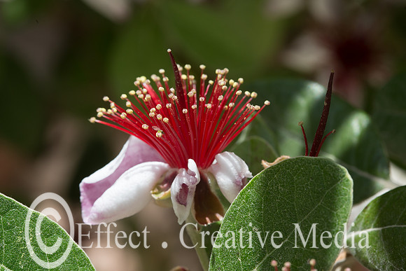 closeup of Feijoa tree flowers