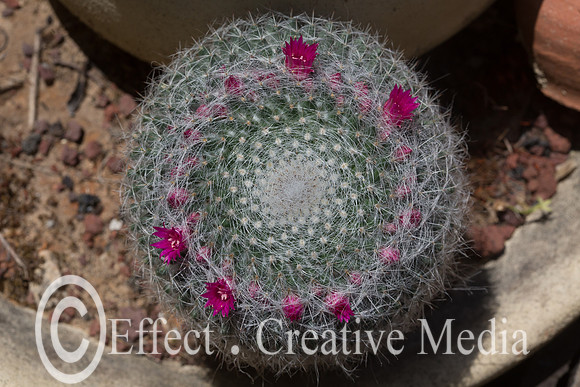 closeup of a Mammillaria Scrippsiana cactus with pink flowers