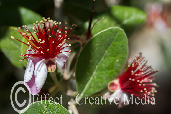 closeup of Feijoa tree flowers