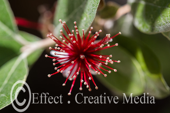 closeup of Feijoa tree flowers