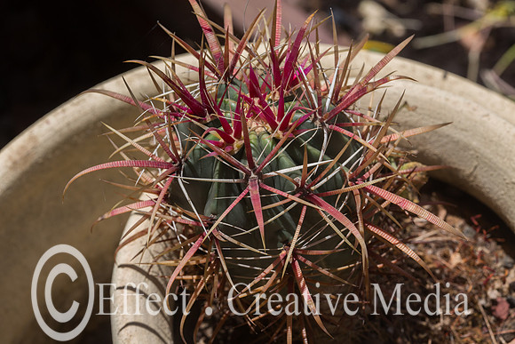 closeup of a cactus on a vaze