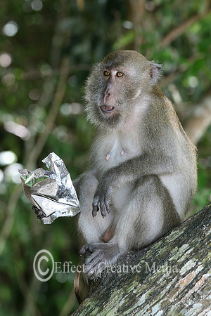 Macaque monkey holds a silver waffle wrapper