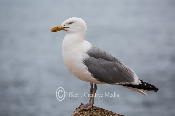 Seagull stand on a rock