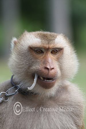 Macaque monkey chained closeup