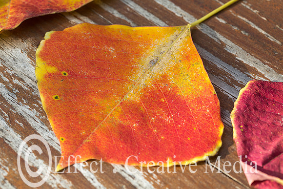 dried leaves on wood background-21.dng