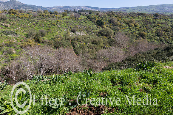 a view of the Hermon Stream Natural Reserve , the Golan Heights