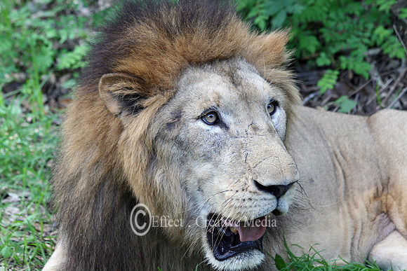 lion male close up