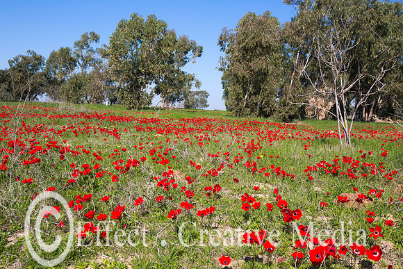 blossoming of red flowers (anemones) near southern west of Negev