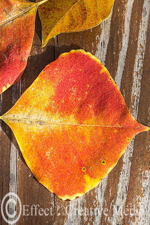 dried leaves on wood background-21.dng
