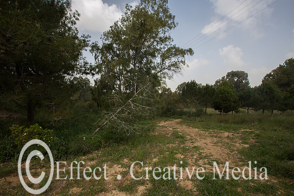 open field Pinus Pinea trees the West Negev area, Israel