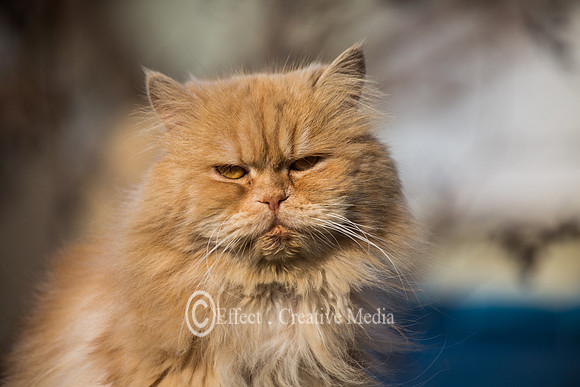 Beautiful presian cat in closeup