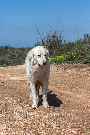 Maremma or Abruzzese patrol dog in the field