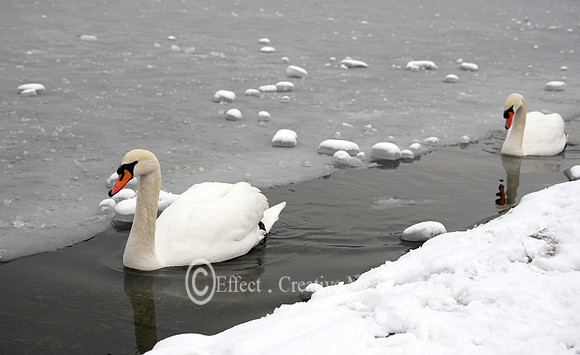 Swans in a frozen lake
