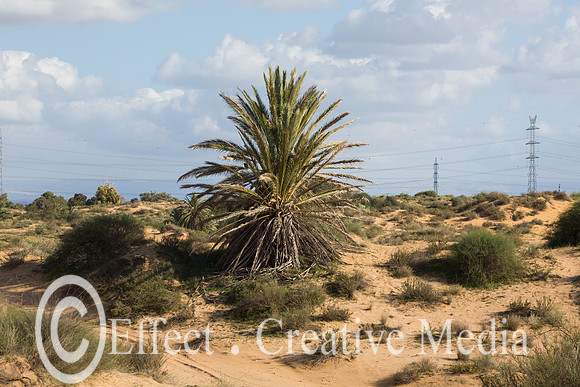 The nature resave sand park, (the big Dune) Ashdod, Israel