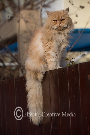 Beautiful  persian cat with long tail,  on a wooden fence