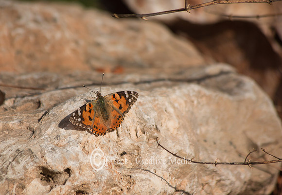 tortoiseshell butterfly on a rock