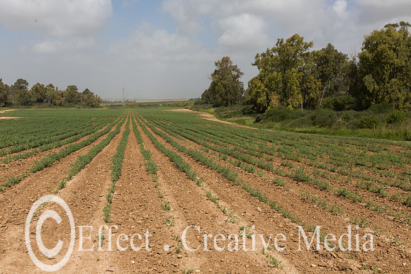 Agriculture fields in the West Negev area, Israel
