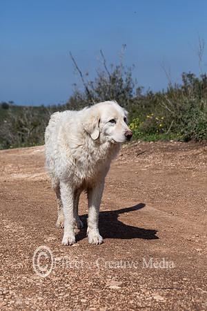 Maremma or Abruzzese patrol dog in the field